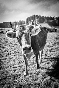 Cow portrait black and white