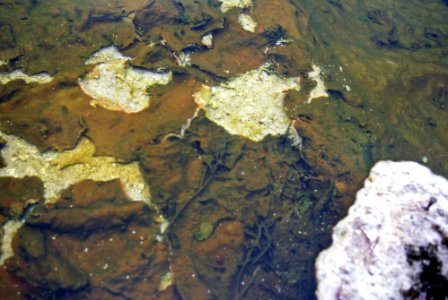 Mushroom Pool (June 1995) 2