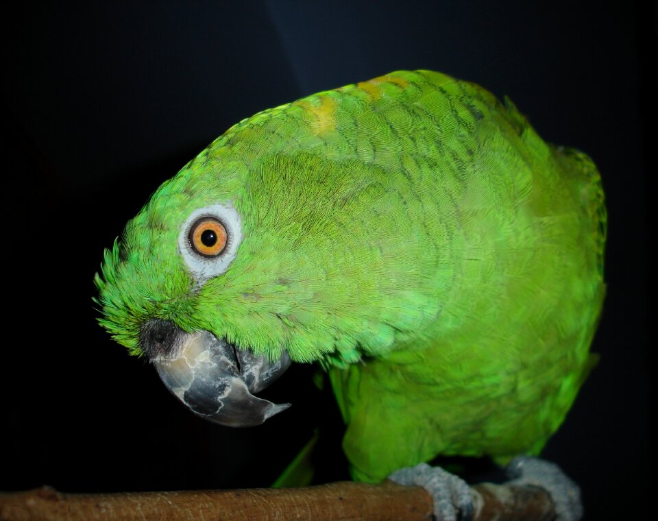 Bird green feather photo