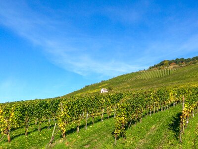 Winegrowing cask of mosel wine wine growing area photo