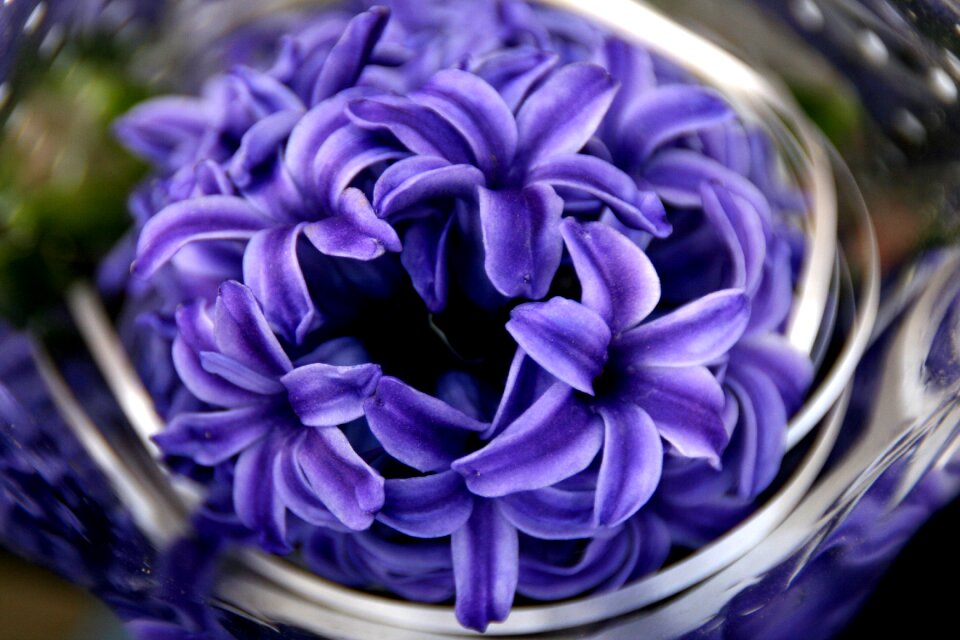 Flower spring petals