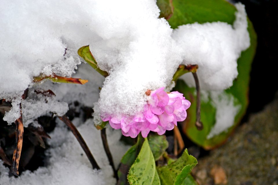 Flowers covered with snow