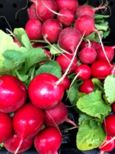 Red Radishes