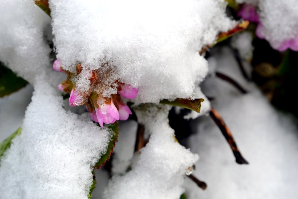 Flowers covered with snow