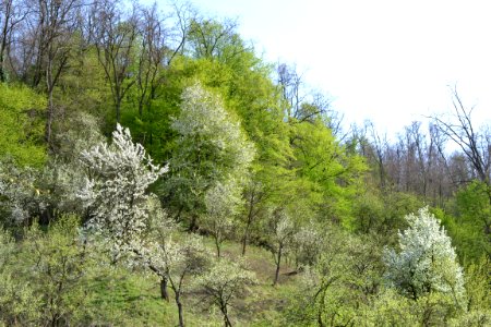 flowering trees