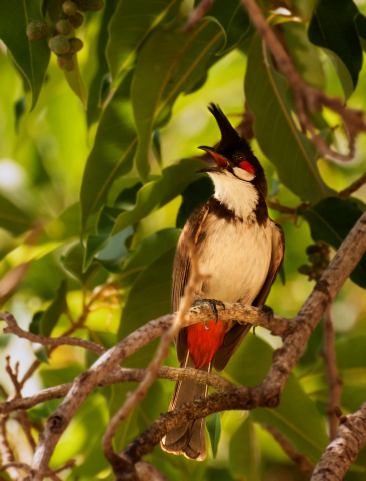 Red Whiskered Bulbul