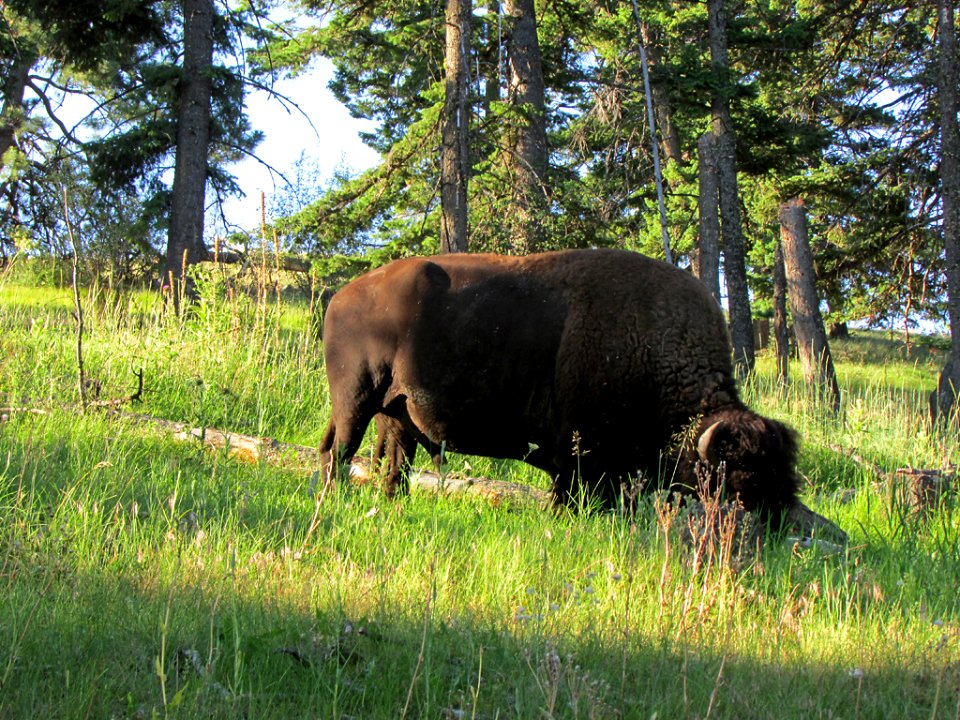 National Bison Range in MT