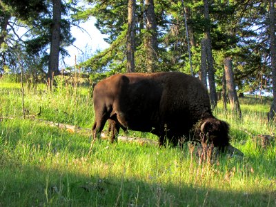 National Bison Range in MT