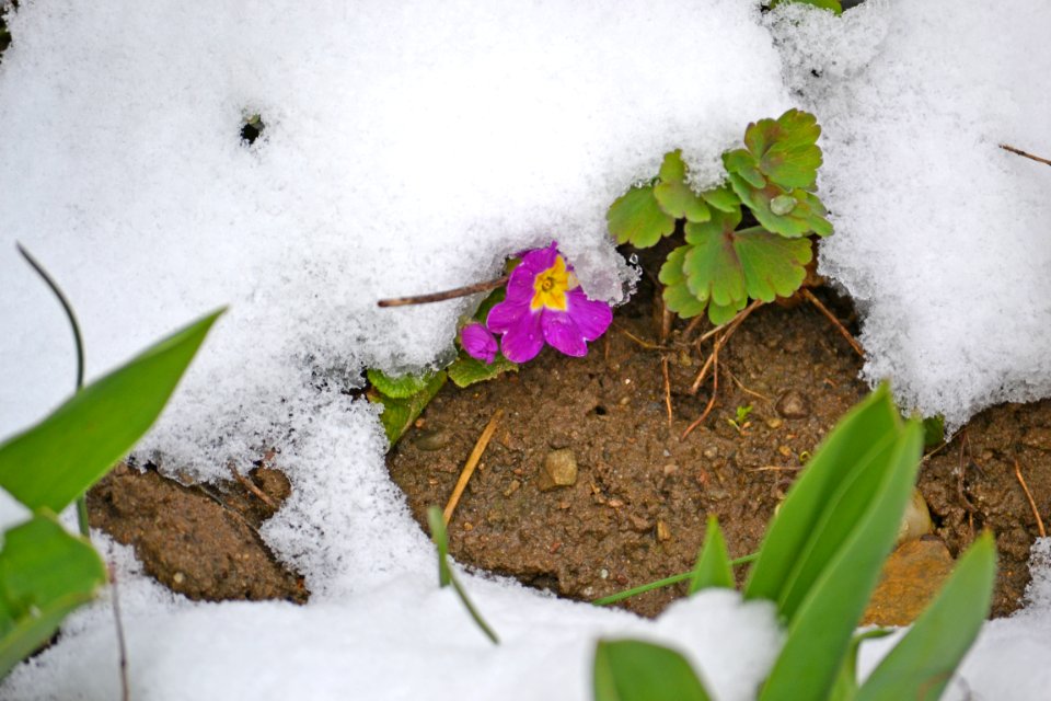 Flowers covered with snow