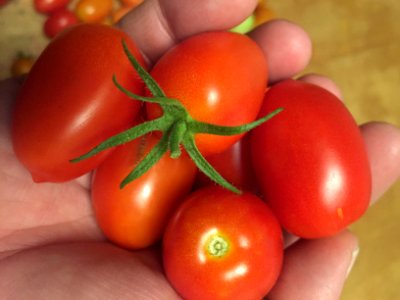 Handful of Cherry Tomatoes photo