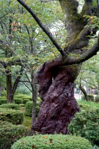 兼六園 / Kenrokuen Garden