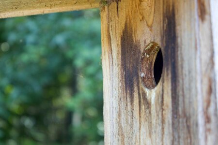 Wildlife bird house wooden photo