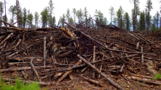Wood Waste