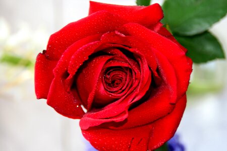 Red petals flower