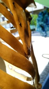 Experimentações em fotografias com celular