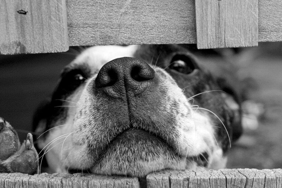 Pet gray dog gray pets