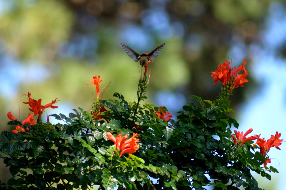 Picaflor. Colibrí. Punta del Este