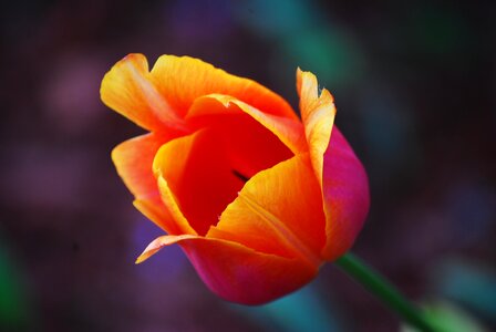 Plant petal blossom photo