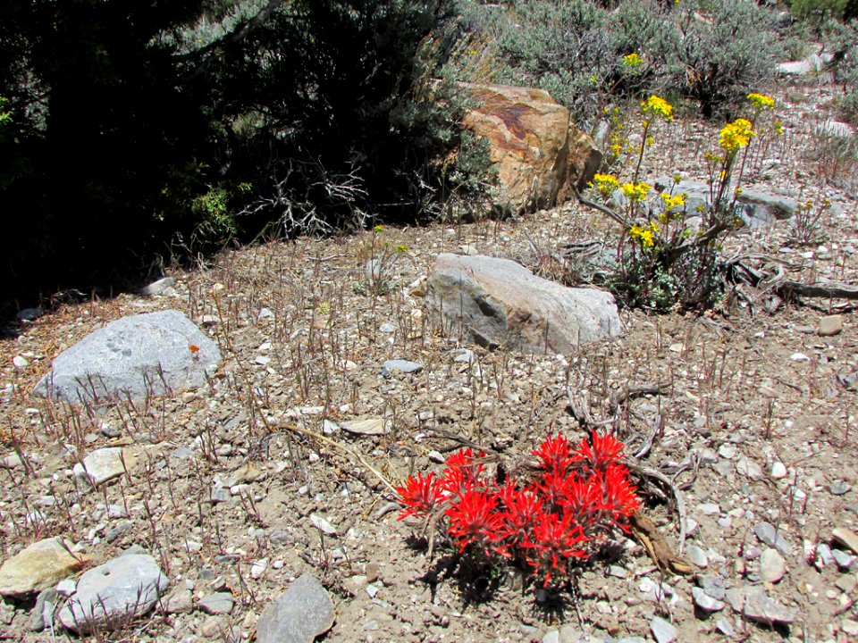 Great Basin NP in NV
