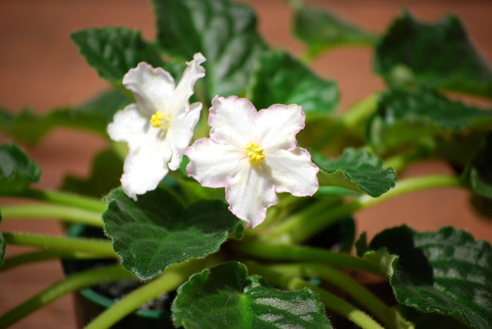 African violet white flower nature