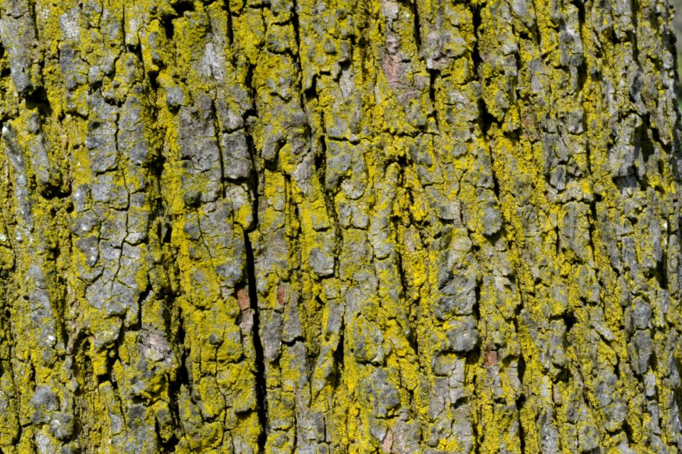 tree bark photo