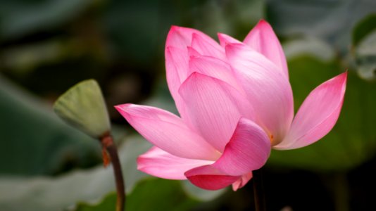 Lotus蓮花 photo
