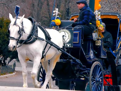New York City  |  Central Park
