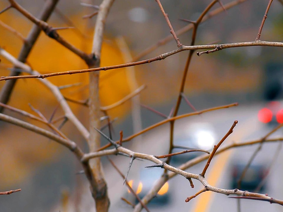 New York City  |  Central Park
