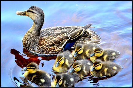 Family water birds