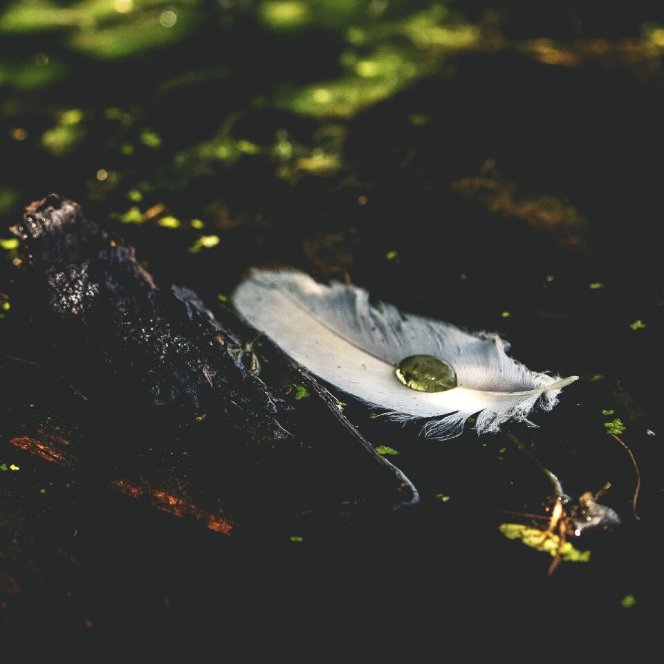 Nature quill texture