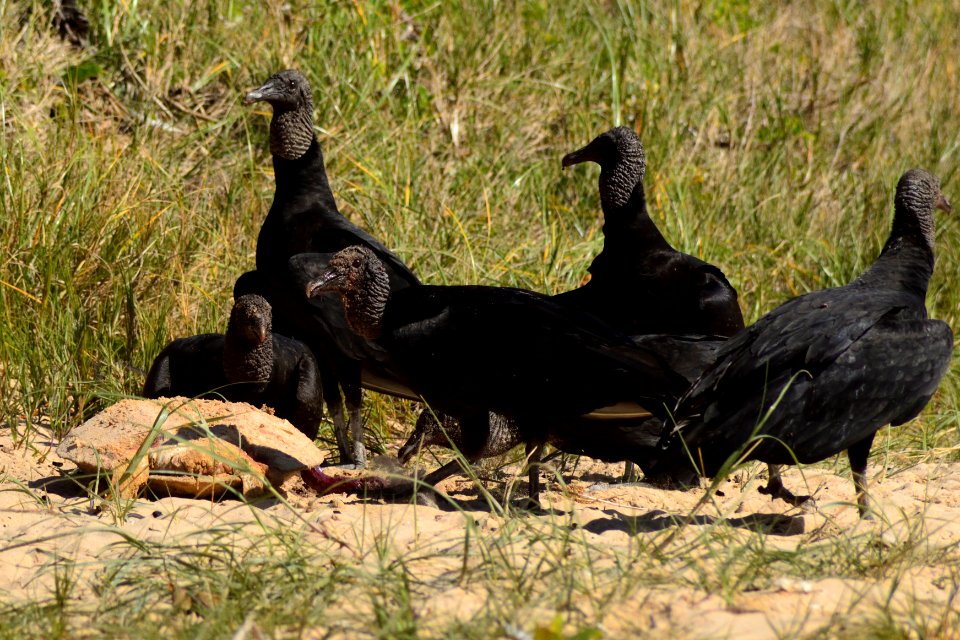 Vida Salvaje en Buzios.Brasil