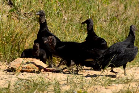 Vida Salvaje en Buzios.Brasil