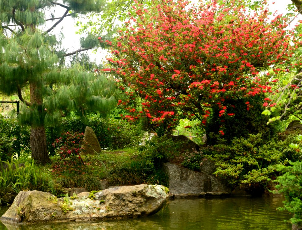 Jardin Japones. Montevideo. Uruguay