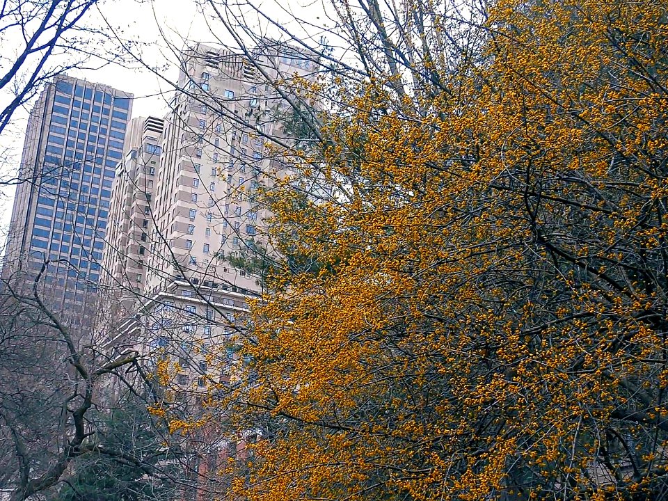New York City  |  Central Park