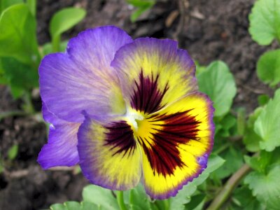 Growing blooming blossom