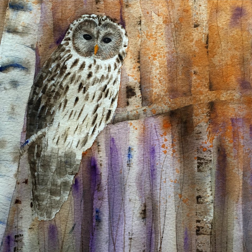 Owl in the forest
