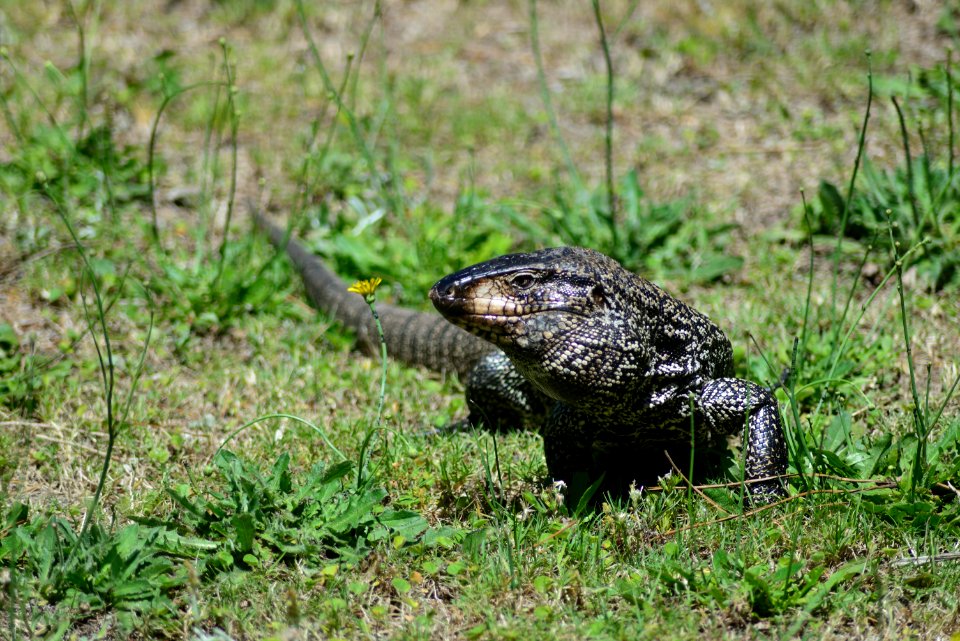 Lagarto en Santa Teresa 2016. Uruguay.