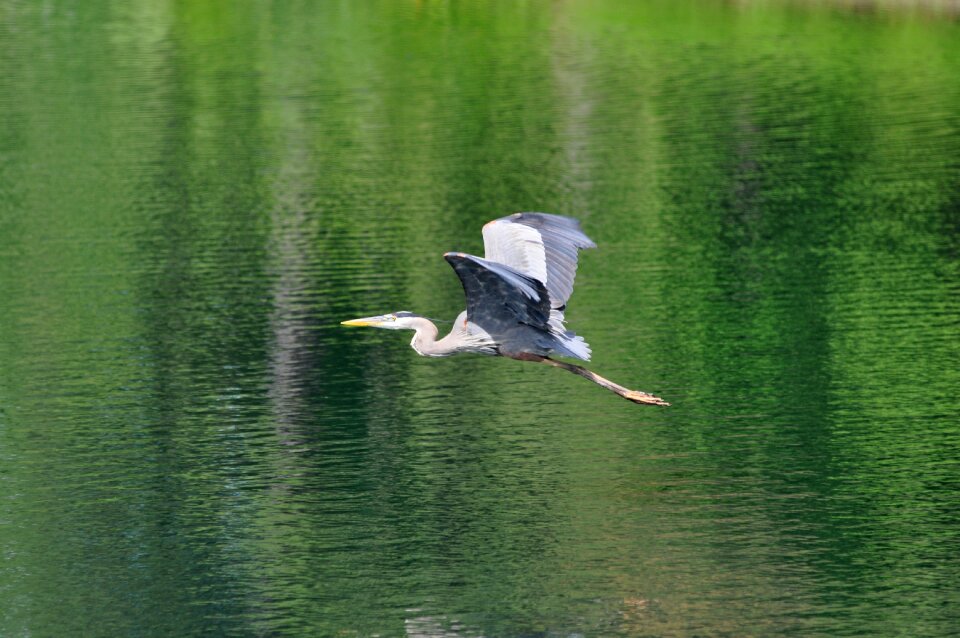 Nature wildlife flight