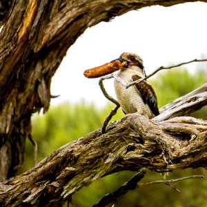 Kookaburra photo