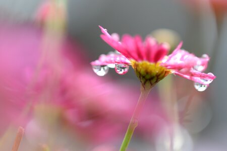 Macro petals nature photo