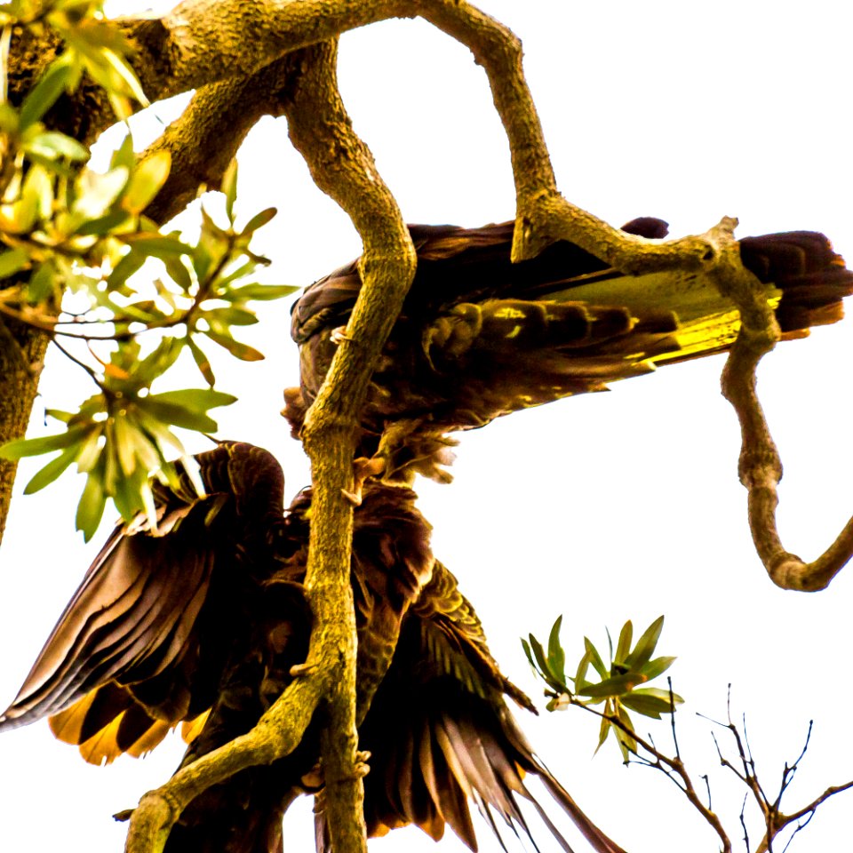 Yellow-tailed black cockatoo