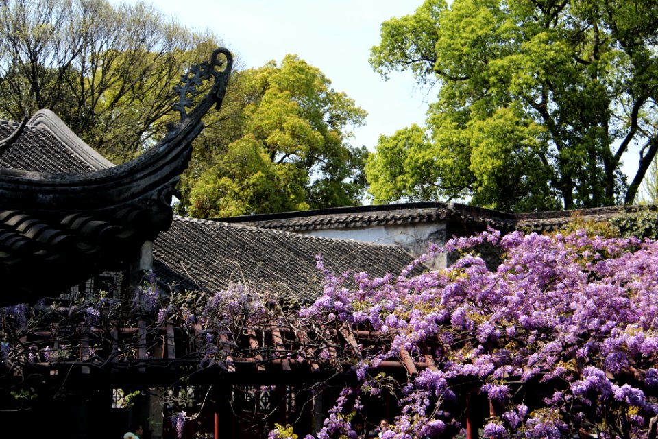 蘇州 留園(春) Lingering garden, Suzhou China 20140406 42