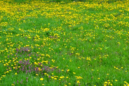 Dandelion