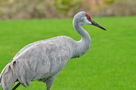 Bird nature wildlife photo