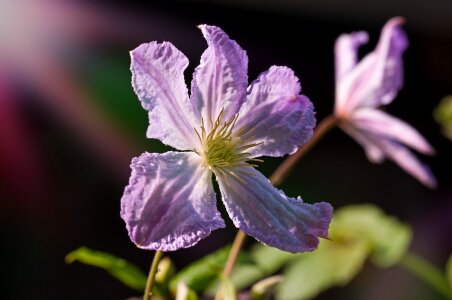 Bloom purple violet photo