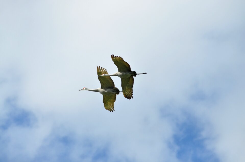 Flight wing nature