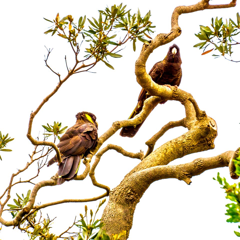 Yellow-tailed black cockatoo