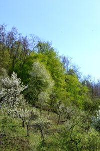 flowering trees