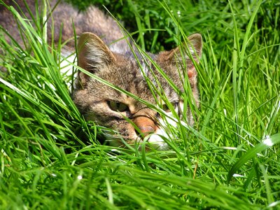 Hunter cat grass hid photo