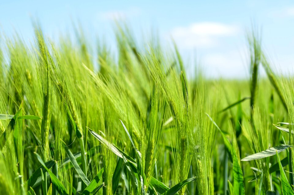 Healthy food agriculture